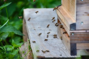 bienenstock